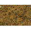 Tapis brun / beige en laine noué à la main de style oriental rectangulaire Ezekiel 6 pi 11 po x 9 pi 9 po