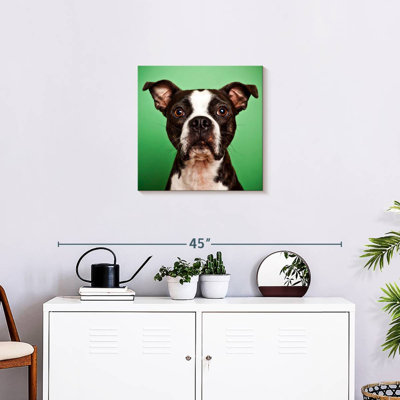 Boston Terrier Brampt Attentive