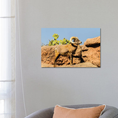 USA, Arizona, Arizona-Sonora Desert Museum. Desert Bighorn Ram. by Jaynes Gallery - Wrapped Canvas Gallery-Wrapped Canvas Giclée