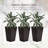 Set Of 3 Tall Planters With Drainage Hole, Outdoor Flower Pots, Indoor Planters-2135524427