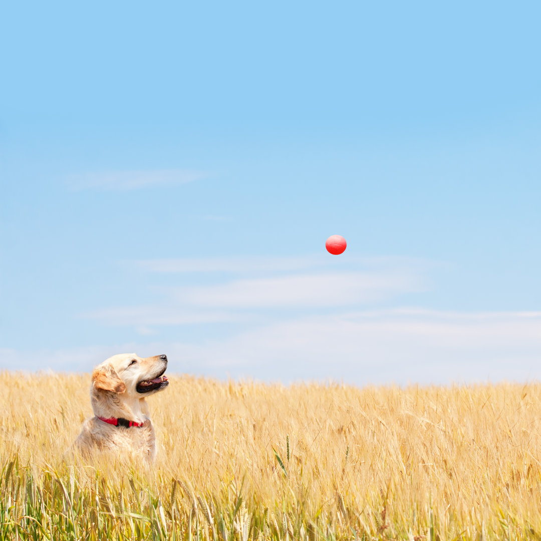 Goldener Labrador - Leinwandbild