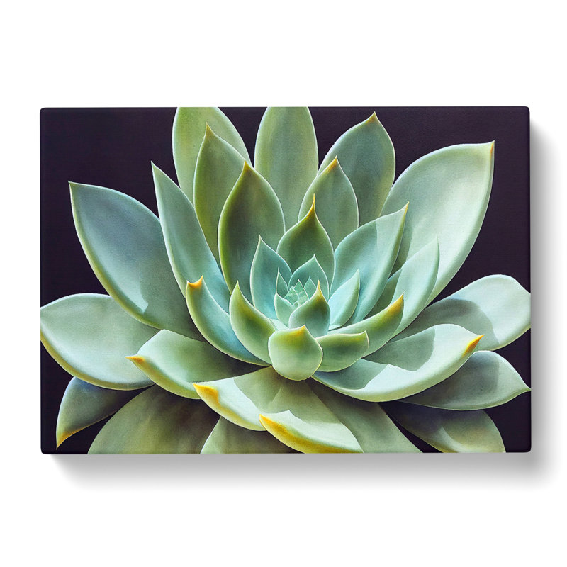 Watercolour Succulent Plant Vol.5 - Wrapped Canvas, 35cm H x 50cm W x 3cm D
