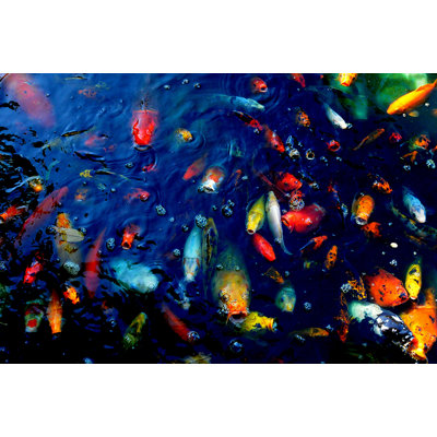 " Colorful Fish "