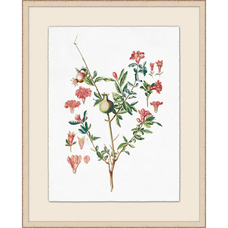Pomegranate Plant Illustration Print by Lillian August