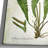 " Botanical Plate XXI " Graphic Art Print-22188558