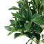 120cm Faux Laurel Tree in Planter