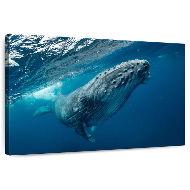 Whale Near Surface, 20" H x 30" W