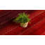 Potts Power Loom Wool Red Rug-2084366907