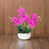 Rose vif est en rupture de stock