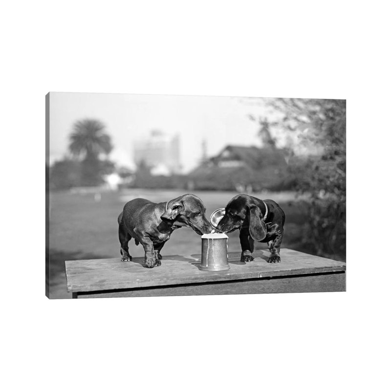 1890s Two Dachshund Puppies Lapping Beer From Stein by Vintage Images - Wrapped Canvas Print, 30.48 cm H x 45.72 cm W