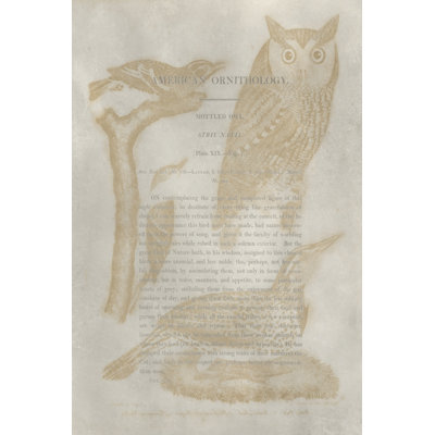 Ornithology Impressions VI - Wrapped Canvas Art Prints
