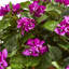 Arrangement floral artificiel bougainvillea dans un panier