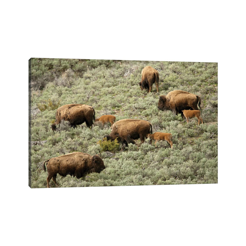 Female Bison And Calves Walking Down A Hill To Get To Water, Yellowstone National Park, Wyoming by Janet Horton - Wrapped Canvas Print