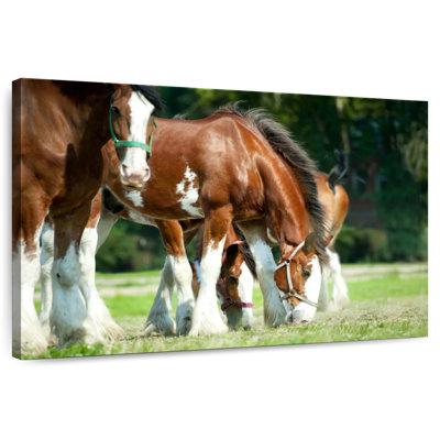Brampt Clydesdale Horses