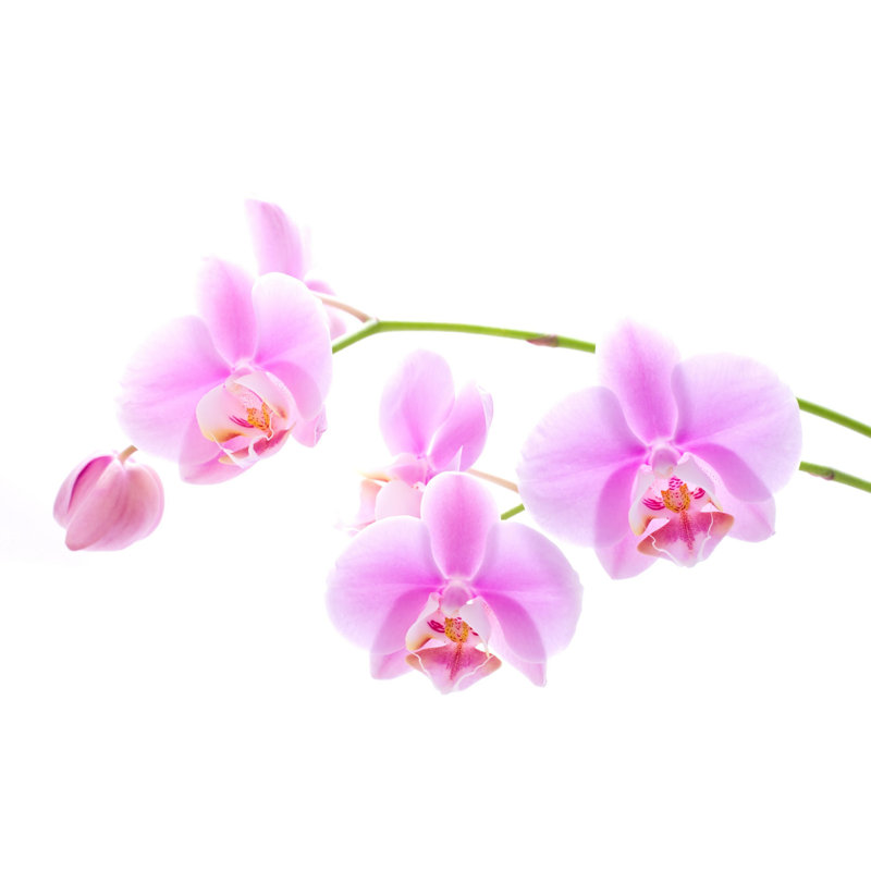 Fleurs d'orchidées - Photographie sur toile tendue, H 32 po x l 48 po