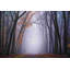 Cerf dans le brouillard-203060816-203060819-227335475