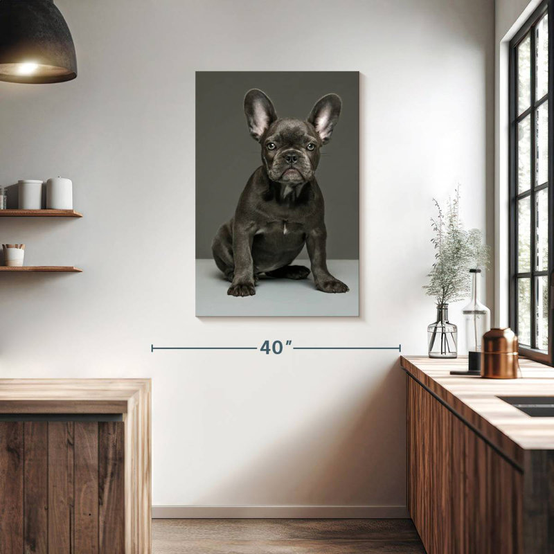 Chiot bouledogue français Brampt, H 39 po x l 26 po