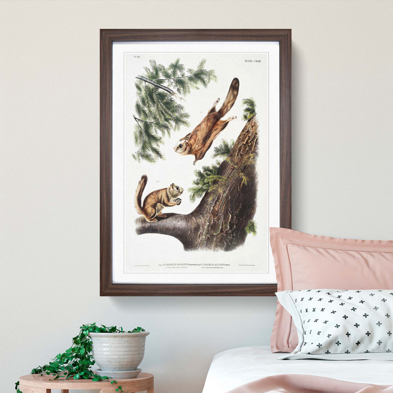 Two Flying Squirrels by J.W. Audubon - Picture Frame Painting Print, 65cm H x 48cm W x 2cm D, Walnut Framed