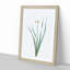 Primrose Flowers by Pierre-Joseph Redoute - Picture Frame Painting Print-55601682-55601676