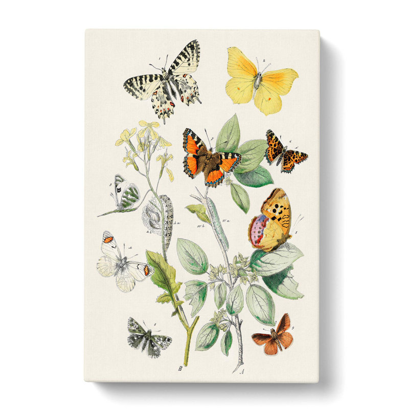 Caterpillars, Moths & Butterflies by W.F. Kirby - Wrapped Canvas Painting, 50cm H x 35cm W