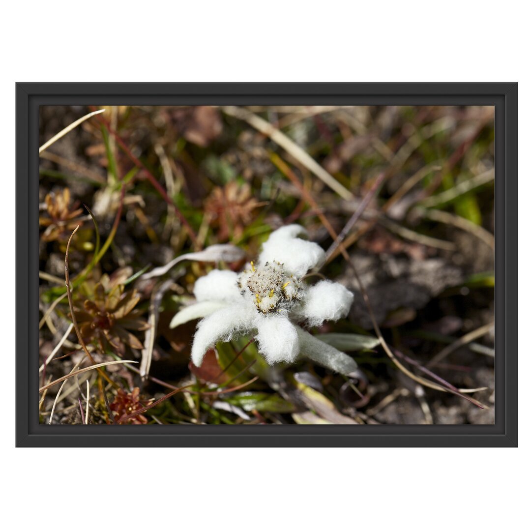 Gerahmtes Wandbild watteüberzogene Blüte