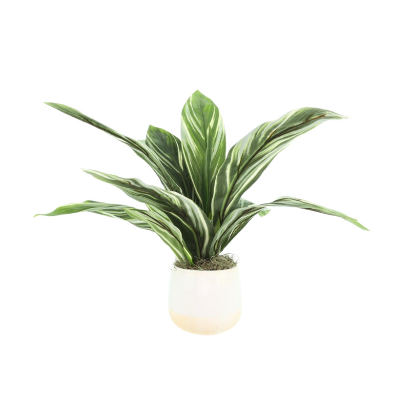 Cordyline panaché