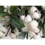 Couronne en coton 24 po