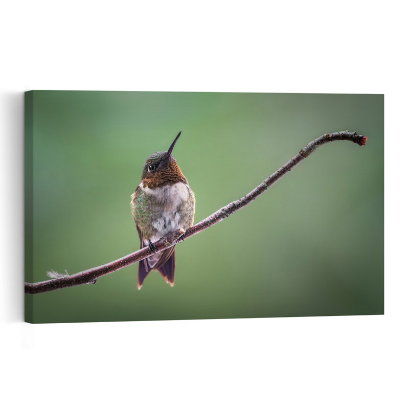 Vibrant Hummingbird Perched Delicate Peaceful Serene Hummingbird Bird Forest Nature Wall Art Print by Atul Saluja - Print