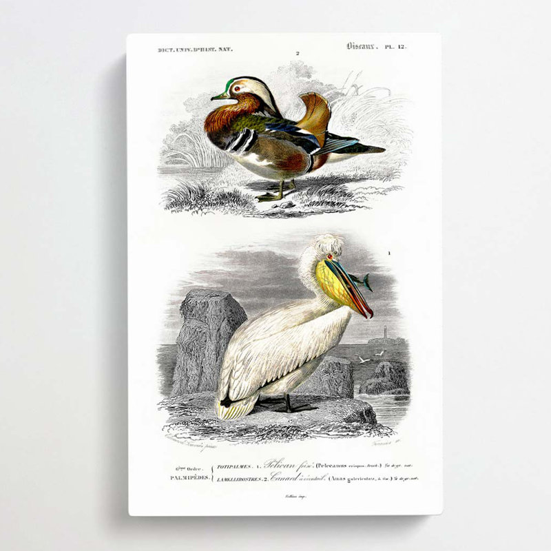 Duck & Pelican by Louis Renard - Wrapped Canvas Painting Print, 60cm H x 40cm W x 3cm D