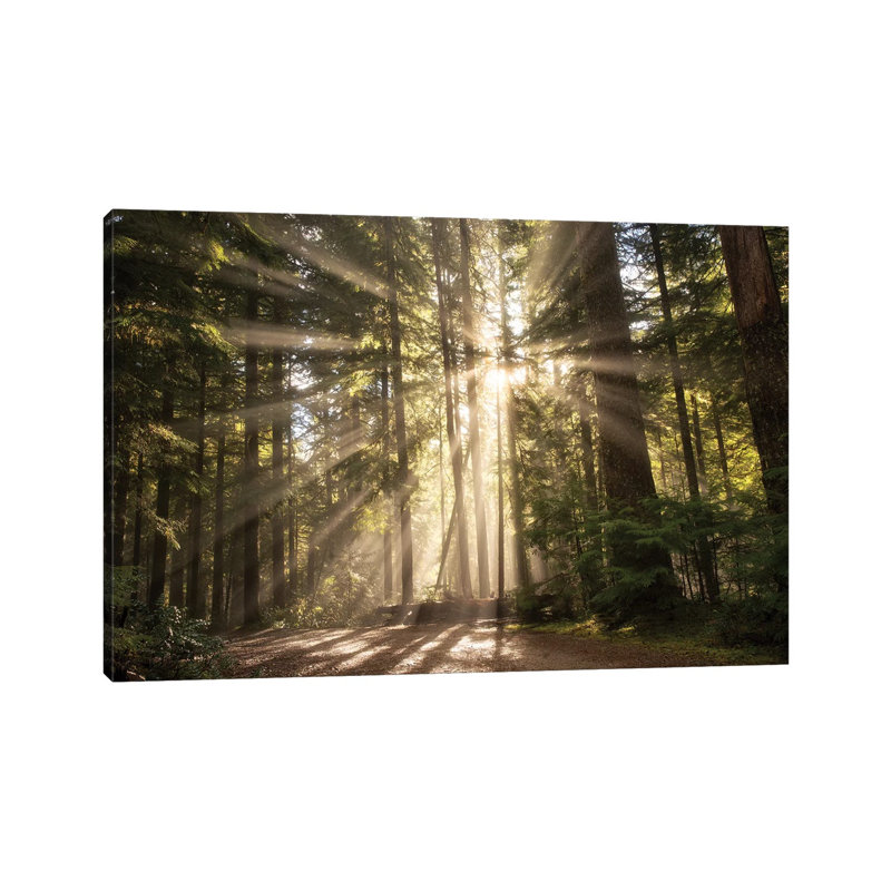 Light Burst by Dennis Frates - Wrapped Canvas Print, 101.6 cm H x 66.04 cm W x 1.91 cm D