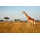 Ebern Designs Giraffe (Kenya) On Canvas by Paulbanton Print | Wayfair