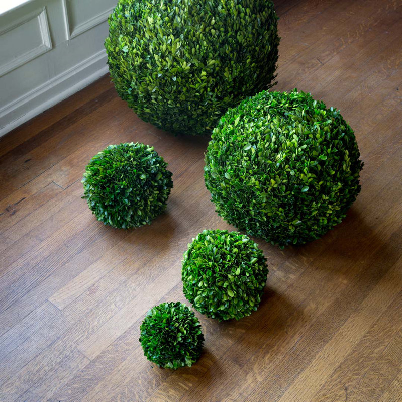 Boxwood Plant in, 6" H x 6" W x 6" D