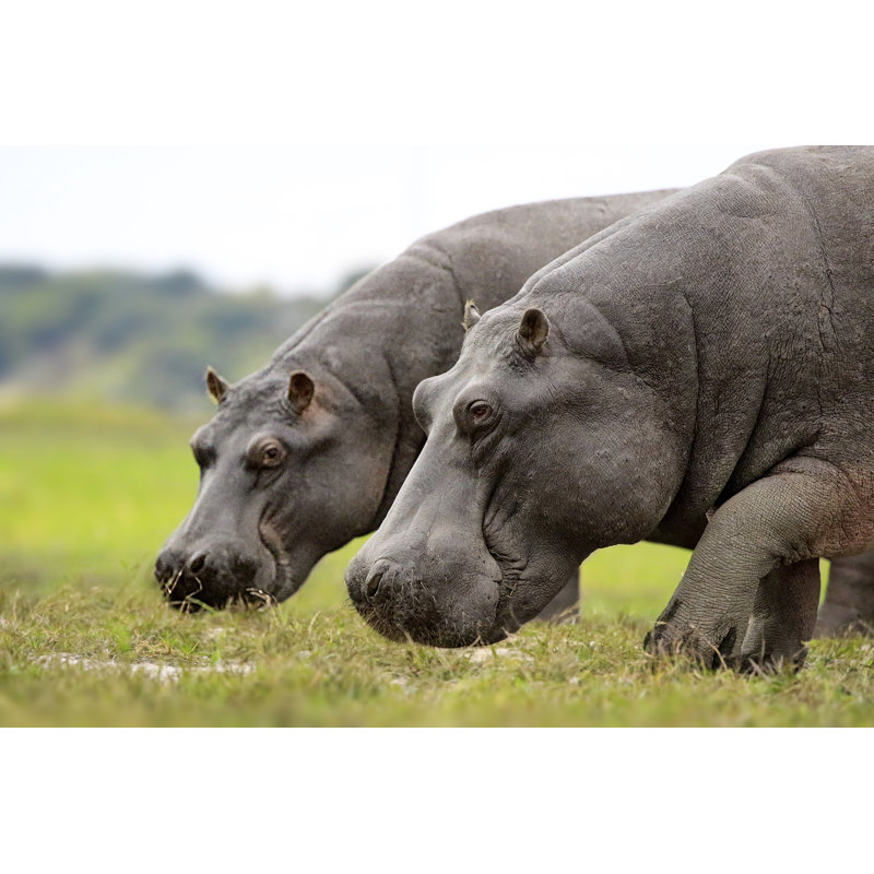 Leenhard Hippopotamus Wildlife by Jacobeukman - Wrapped Canvas Print, 51cm H x 76cm W x 3.8cm D