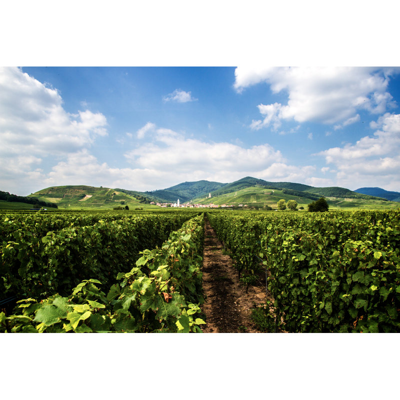 Vineyard - Photographie sur toile tendue, H 8 po x l 12 po