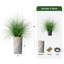 Arbre à oignon en soie - Plantes artificielles dans la décoration de sol extérieure moderne-97818068