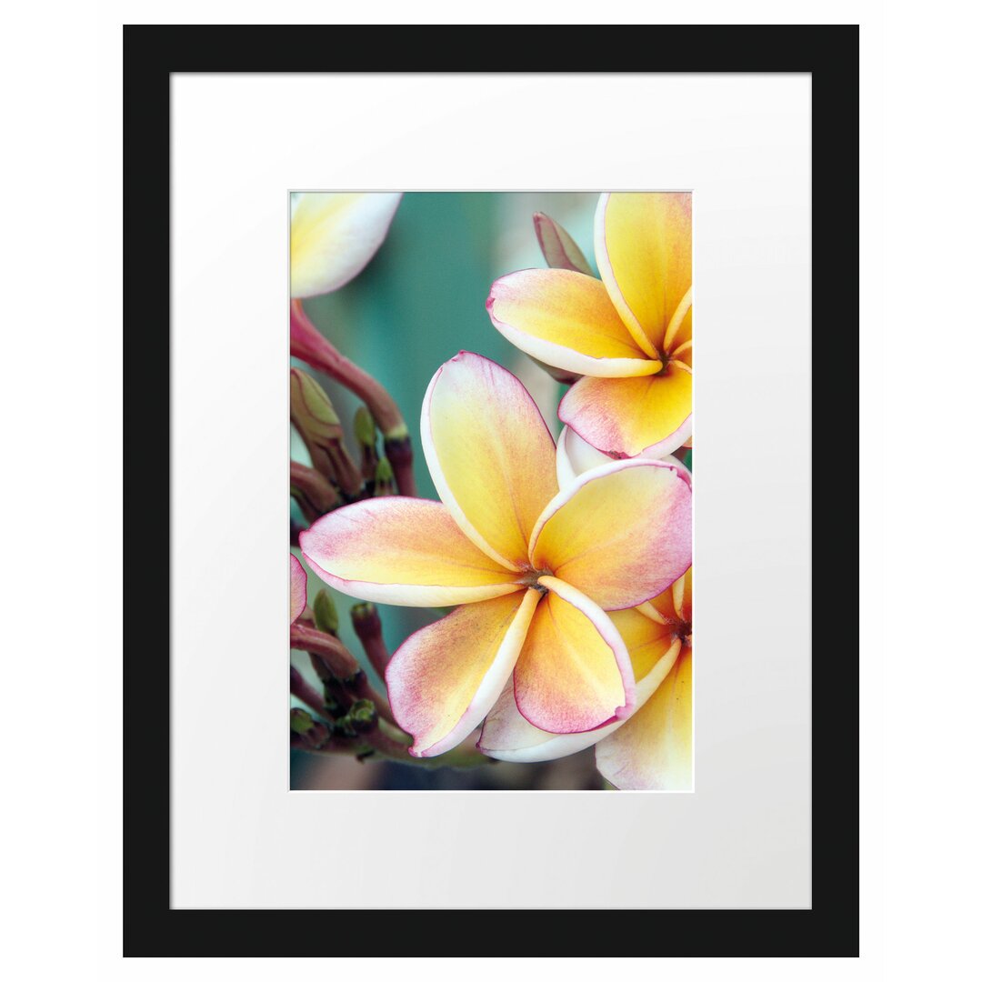 Monoi Blumen auf Hawaii Gerahmter Fotokunstdruck Poster