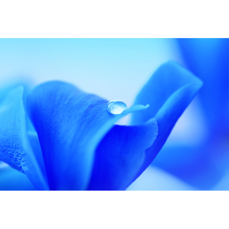 Pulido Water Drop On Petal - Wrapped Canvas Print, 30cm H x 46cm W x 3.8cm D