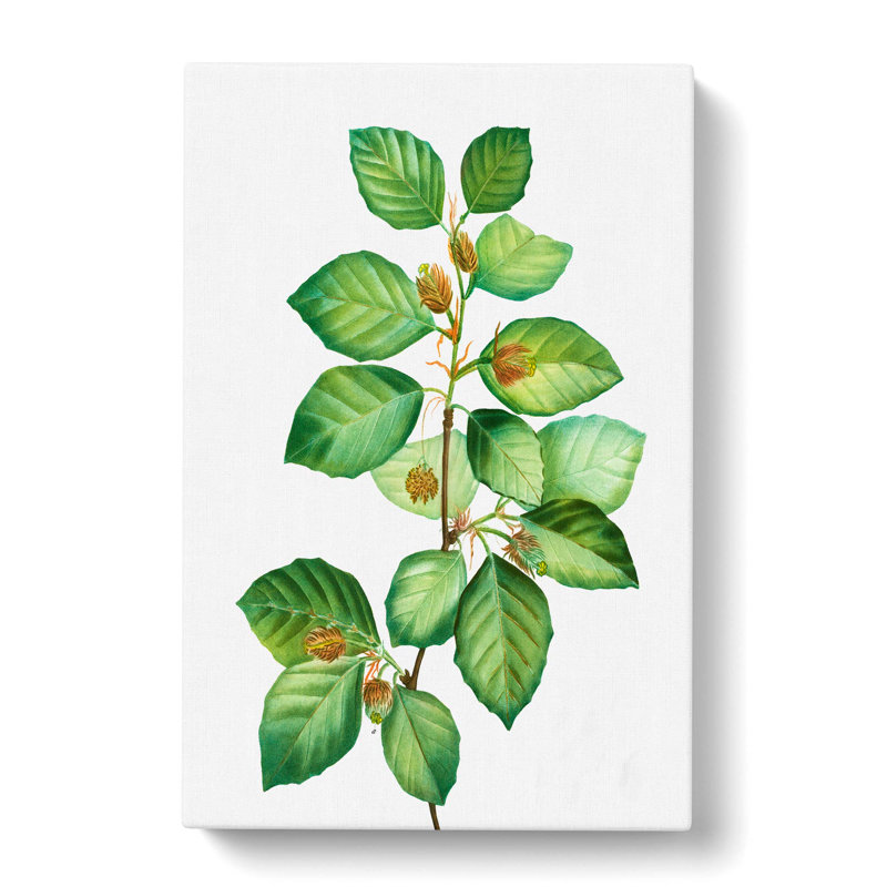 Beech Tree Branch by Pierre-Joseph Redoute - Wrapped Canvas, 60cm H x 40cm W x 3cm D