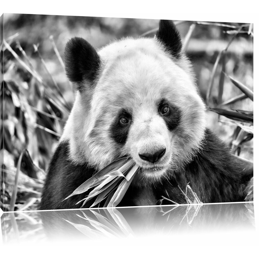 Leinwandbild Pandabär frisst Bambus in Monochrom