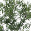 Arbre en bambou zen 7 'en pot