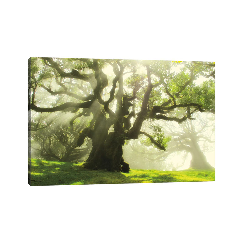 Big And Bright by Ily Szilagyi - Wrapped Canvas Print, 20.32 cm H x 30.48 cm W