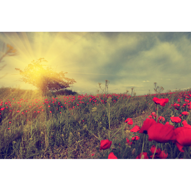 Vintage Photo Of Poppy Field In Sunset by BalazsKovacs - Wrapped Canvas Print, 30cm H x 46cm W