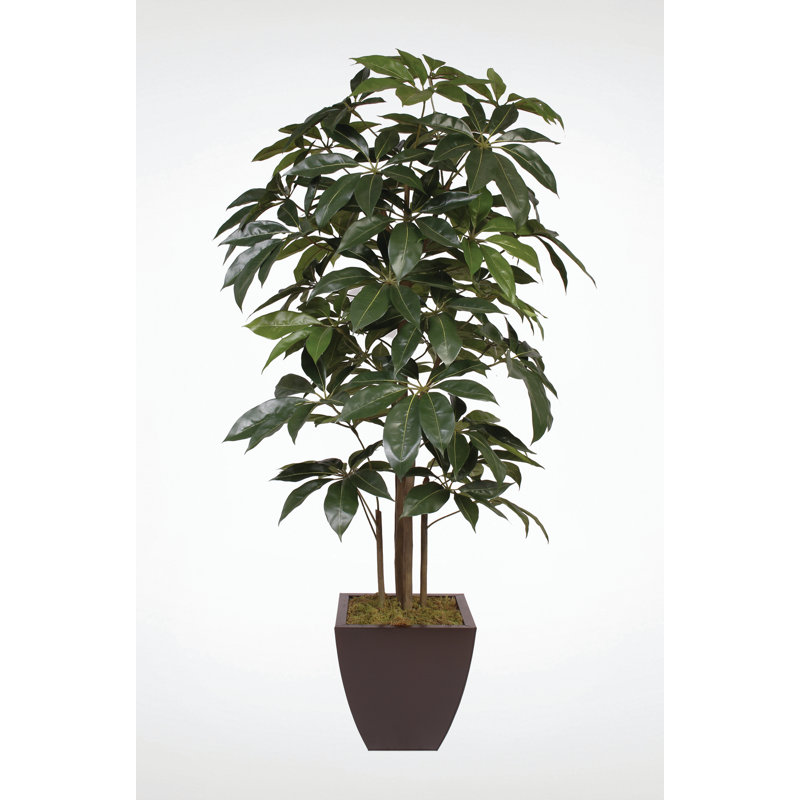 Schefflera de soie de 7 pi dans un pot en zinc brun en métal