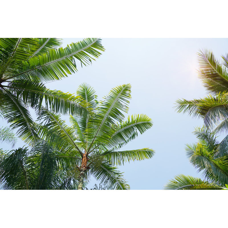 Palmiers - photographie sur toile tendue, H 12 po x l 18 po