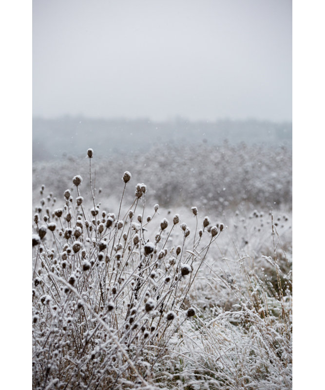 Wrapped Canvas Print, 76.2 cm H x 50.8 cm W