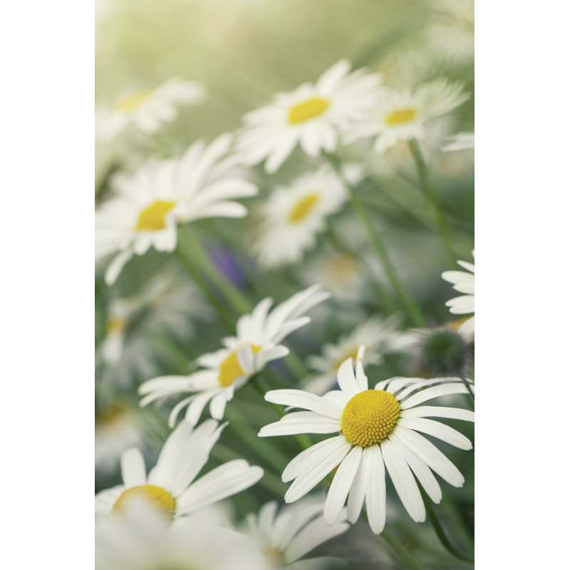 Lots of Oxeye Daisies by Lordrunar, 12" H x 8" W