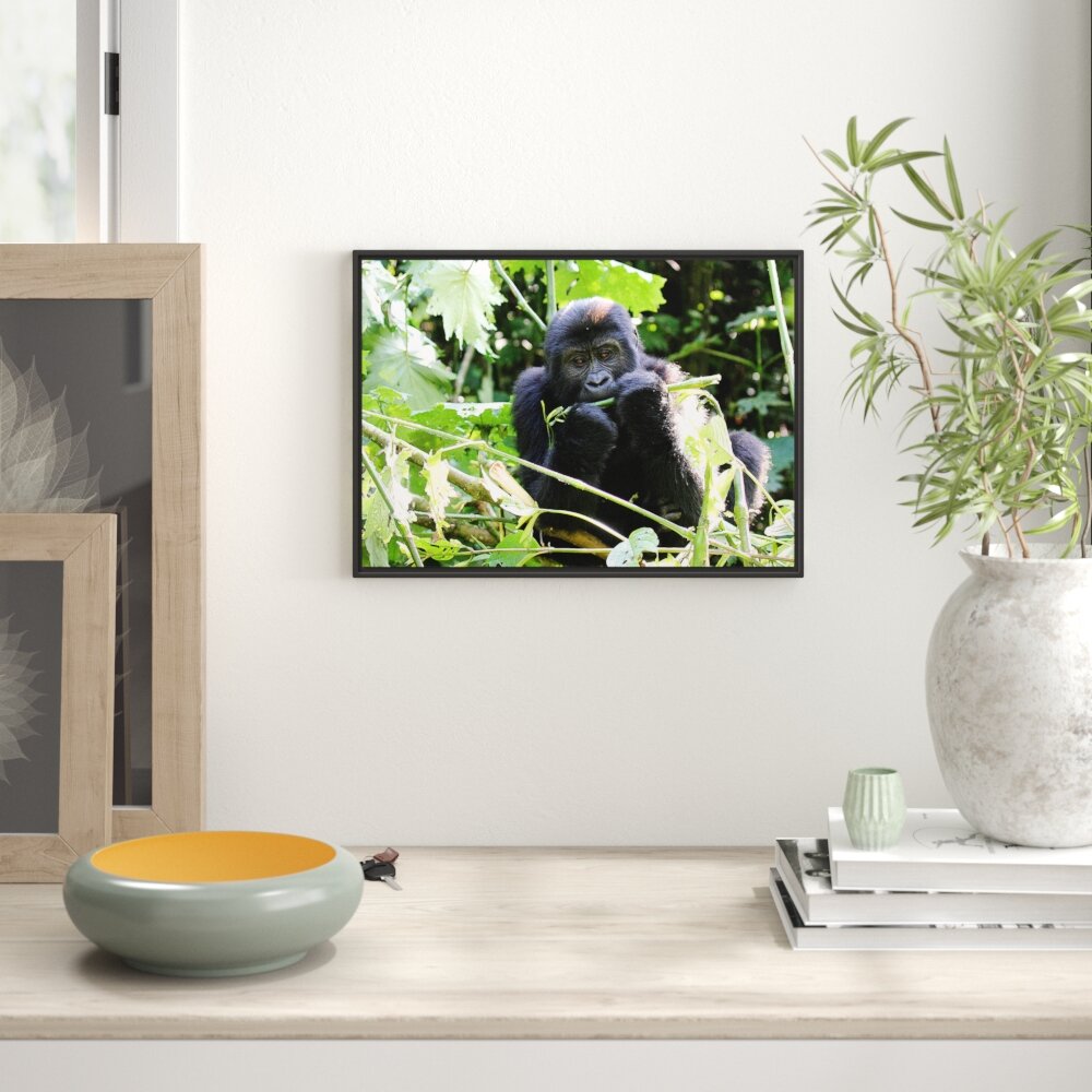 Gerahmtes Wandbild Gorilla beim Fressen