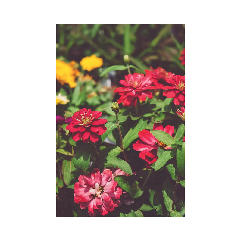 Be Mine by Bethany Young - Print on Canvas, Wrapped Canvas, 66.04cm H x 45.72cm W x 1.91cm D