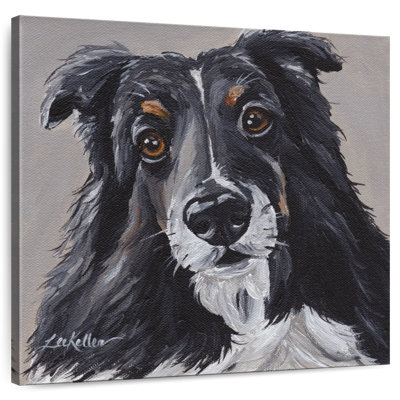Sheltie sur fond gris