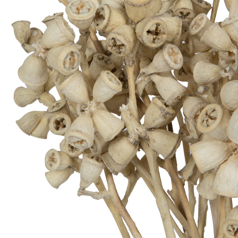 Branche conique 11 po x 2 à 4 po Natural Botanicals, 20 tiges par unité, Javellisé